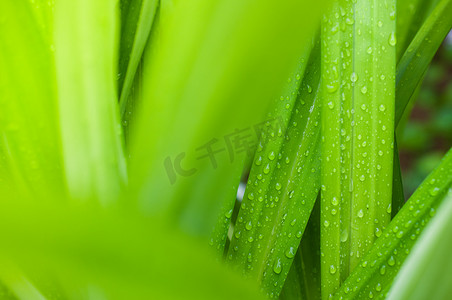 淡绿色卷轴摄影照片_香兰叶上淡水滴的特写