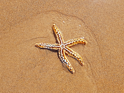 大西洋海滩上的海星