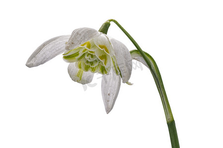 白色背景上的雪花莲 (Galanthus nivalis)