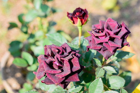 红玫瑰是蔷薇科蔷薇属多年生木本开花植物。