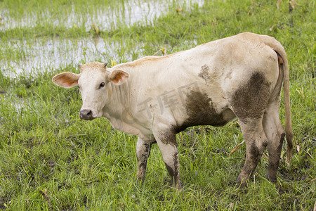 一头牛站在自然背景上凝视的形象。