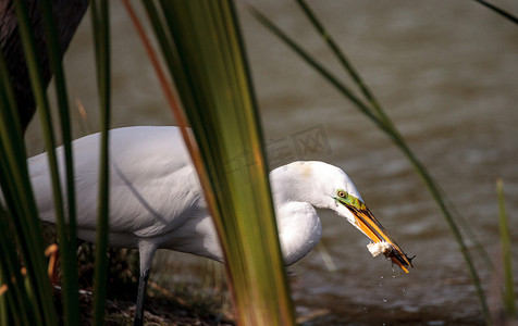 大湖区摄影照片_湖区公园沼泽中的大白鹭 Ardea alba