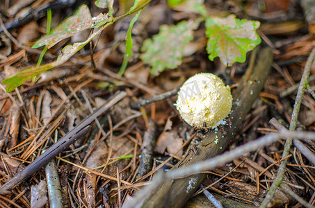 蘑菇在森林里叫 scleroderma bovista
