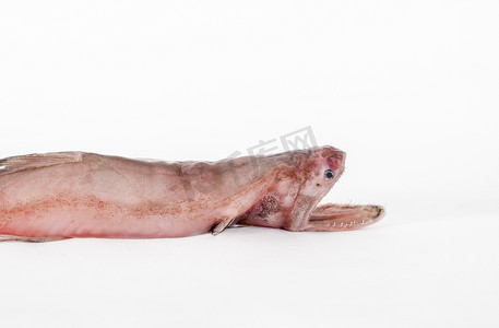 凶猛的鱼摄影照片_单个孟买鸭鱼 (Harpadon nehereus) 的特写