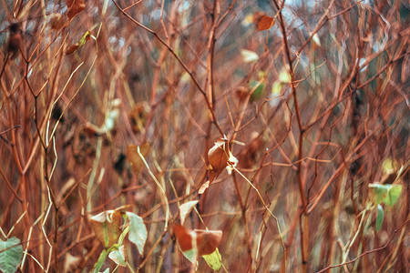 橙红背景摄影照片_秋天黄橙红的树叶和树枝映衬着天空，bl