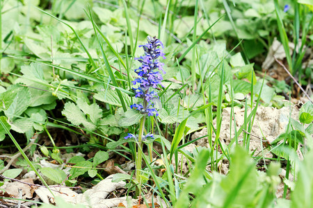 大自然中的直立军号 (Ajuga genevensis)