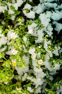 雪下初开春花