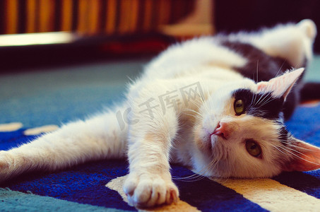 黑白相间的猫躺在地毯上