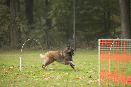 狗，比利时牧羊犬 Tervuren，在桶斗比赛中奔跑
