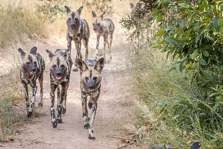 一群非洲野狗在奔跑。