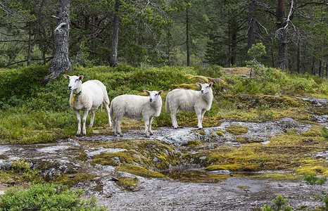 挪威自然界中的三种绵羊动物