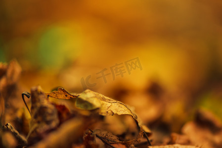 地上干燥的秋叶，散焦的秋季背景