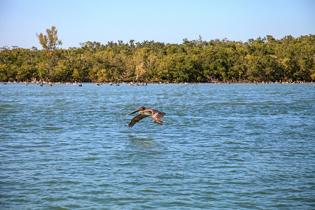 褐鹈鹕 Pelecanus occidentalis 飞越德尔的海洋