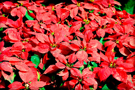 圣诞花，一品红与绿色和红色的叶子。