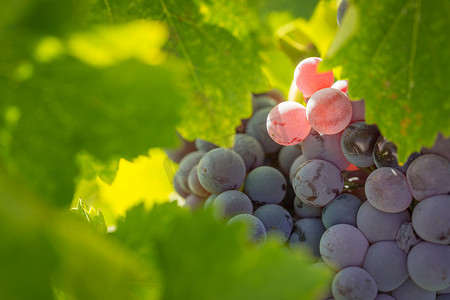 葡萄园与郁郁葱葱，成熟的酿酒葡萄在葡萄藤上准备收获