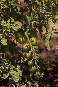 西红柿番茄摄影照片_种植在有机家庭花园中的樱桃西红柿