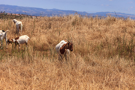 山羊聚集在山坡上吃干草