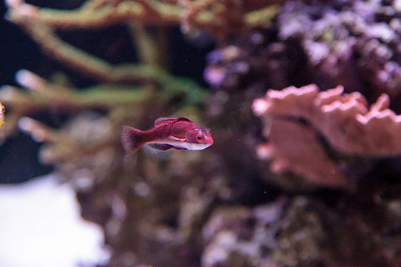 深海鱼摄影照片_深红色 Cirrhilabrus sailfin fairy wrasse