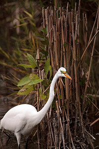 大湖区摄影照片_湖区公园沼泽中的大白鹭 Ardea alba