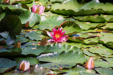 池塘里的睡莲和绿叶