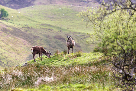 马鹿 (Cervus elaphus)