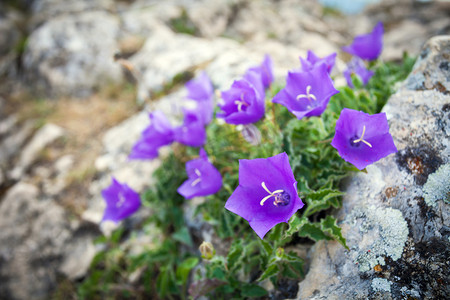 紫花风铃摄影照片_岩石上的紫铃花