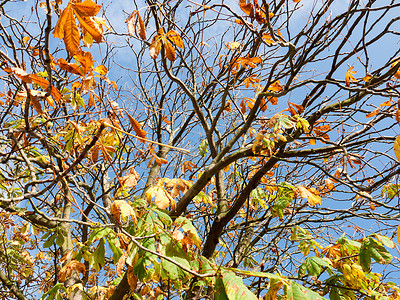 秋天的树枝几乎光秃秃的，有一些黄色和绿色的叶子
