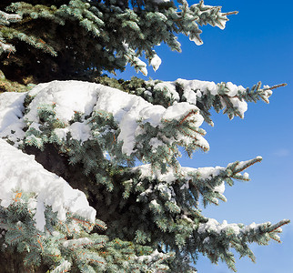 覆盖着雪的蓝色云杉的枝条特写