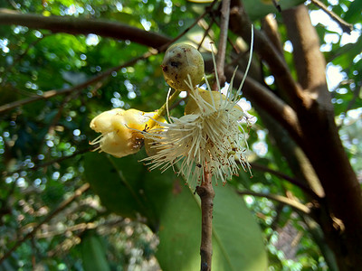 果水摄影照片_yzygium aqueum（水玫瑰苹果、水苹果、铃果）花与自然背景。