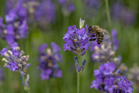蜜蜂降落在盛开的紫色薰衣草花上，在纯绿色背景下采集蜂蜜