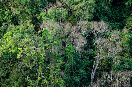 蕨类花摄影照片_热带雨林在泰国很重要。