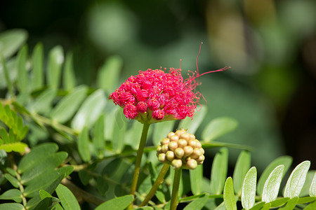 粉色花粉扑或头粉扑