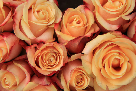 黄色婚礼背景摄影照片_多彩多姿的婚礼玫瑰