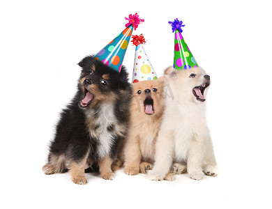 小狗戴着派对帽唱着生日快乐歌
