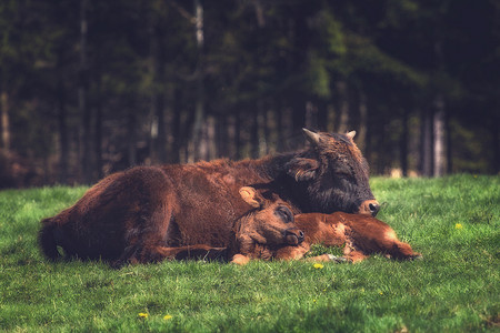 母牛和小牛摄影照片_母牛和小牛躺在草地上