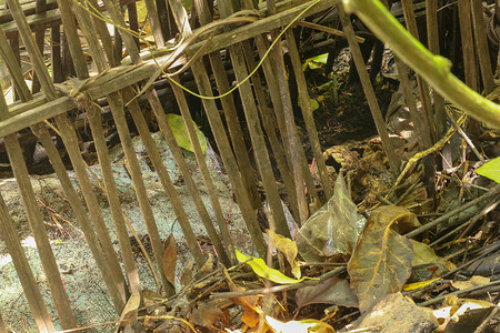 竹签摄影照片_Terunyan 村墓地中的竹签墓。