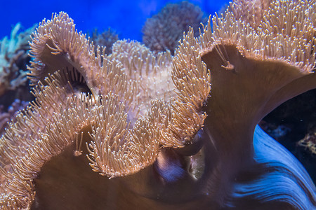 海底植物植物摄影照片_热带水生植物珊瑚海葵植物群海