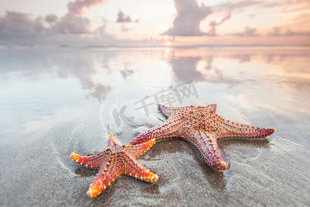 两只海星摄影照片_夏日海滩上的两只海星