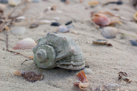 沿海沙滩上的大贝壳和蛤蜊，海滩海景