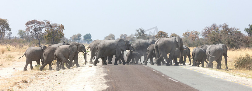 大象一家过马路