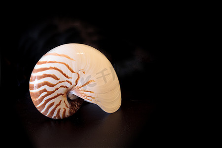 有腔鹦鹉螺贝壳 Nautilus pompilius pompilius