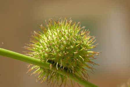 Platanus acerifolia，过敏原植物