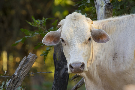 王者夏洛特摄影照片_棕色母牛在自然背景下的形象。