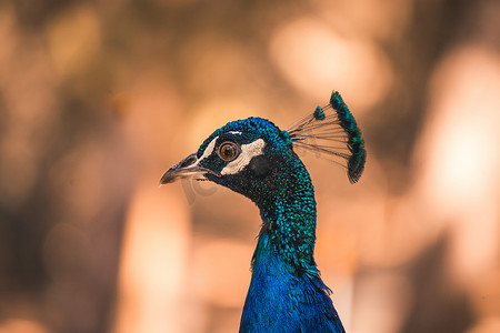 骄傲的鸟摄影照片_有蓝色羽毛的好骄傲的孔雀头