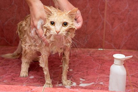 猫兽医摄影照片_自制猫在浴室洗澡