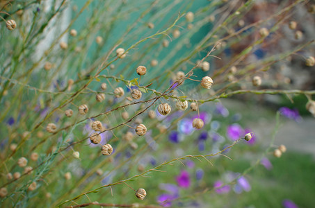 Linum macrorhizum 装饰亚麻绿色植物