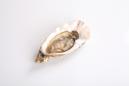 在白色背景中分离的牡蛎
