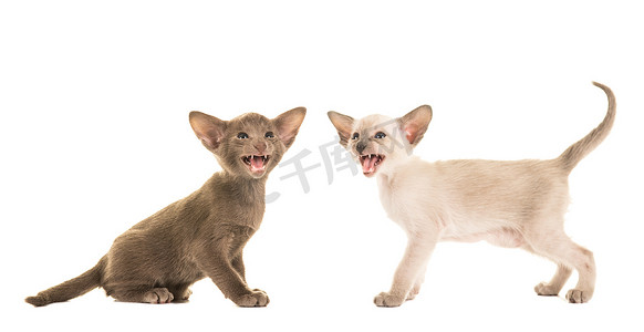 两只可爱的唱歌说话的暹罗小猫被隔离在白色背景上
