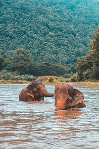 泰国深林自然中的亚洲象