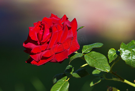花园里一朵大开的鲜红玫瑰花蕾